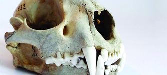 Detalle de trabajo en laboratorio de taxidermia.