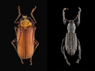 Coleópteros de la colección del MHNV