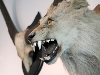 Cabeza de león machon juvenil, en estado de taxidermia