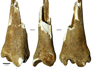Epífisis distal de tibia izquierda proveniente del sector CT N°2