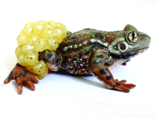 Nuevo Material Educativo