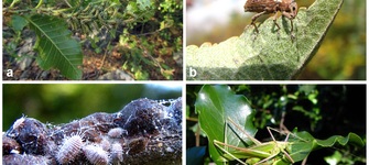 Figura 2. El 99% de los lepidópteros (a), el 35% de los coleópteros (b), el 90% de los hemípteros (c) y el 90% de los ortópteros (d) son herbívoros.