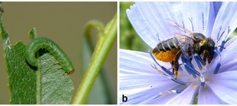 Figura 1. De todas las interacciones conocidas entre insectos y plantas, la herbivoría y la polinización son las más conocidas. a) avispa sierra del sauce (Tenthredinidae), b) abeja cortadora de hojas (Megachilidae).
