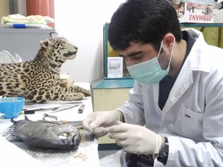Pasantía en Taxidermia