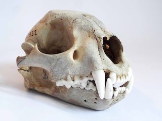 Historia Evolutiva de los Vertebrados