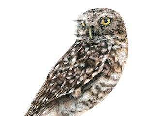 ILUSTRACIÓN- CAMILO MALDONADO MARIN