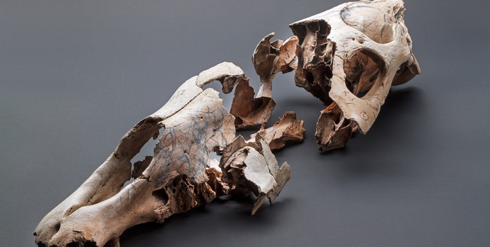 Cráneo caballo equuus (amerhippus) sp. con impacto naso-frontal.