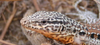 Iguana chilena (Callopistes palluma).