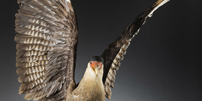 Traro (Caracara plancus)