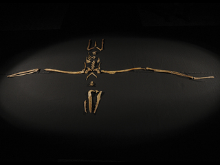 Pelagornis chilensis. Bahía Inglesa. Museo Nacional de Historia Natural.