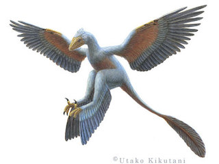 Microraptor tetráptero, según Utako Kikutani.
