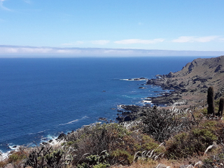 Vista de la pendiente occidental de los cerros del Parque Nacional Bosque de Fray Jorge, mostrando la costa marina, donde se recolectaron algunas de las especies nativas.