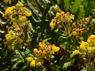 Calceolaria integrifolia
