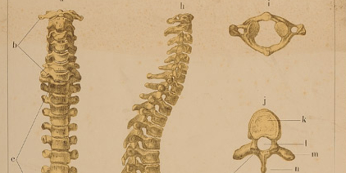 Lámina anatomía humana