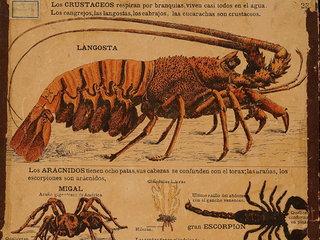 Lámina crustáceos y arácnidos
