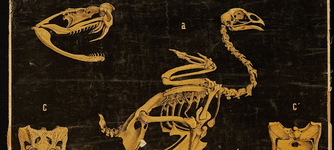 Lámina anatomía animal