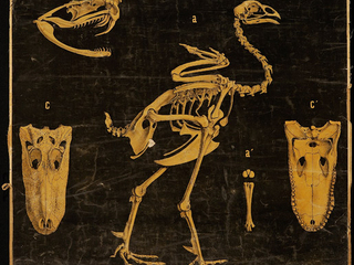 Lámina anatomía animal