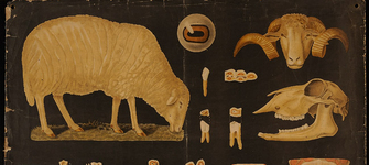 Lámina anatomía animal