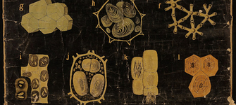 Lámina células microscopio