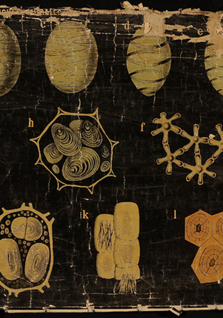 Lámina células microscopio