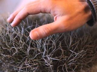 Módulo Interactivo: Atrapando Niebla como las Plantas