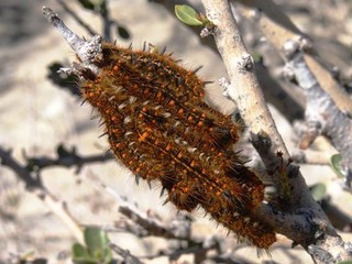 Larvas de mariposas.