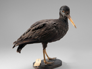 Pilpilén negro (Haematopus ater)