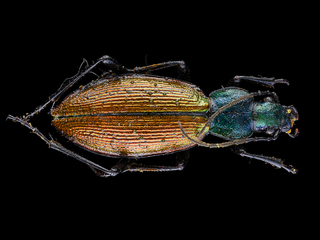 Peorro común (Ceroglossus chilensis) (Familia: Carabidae)