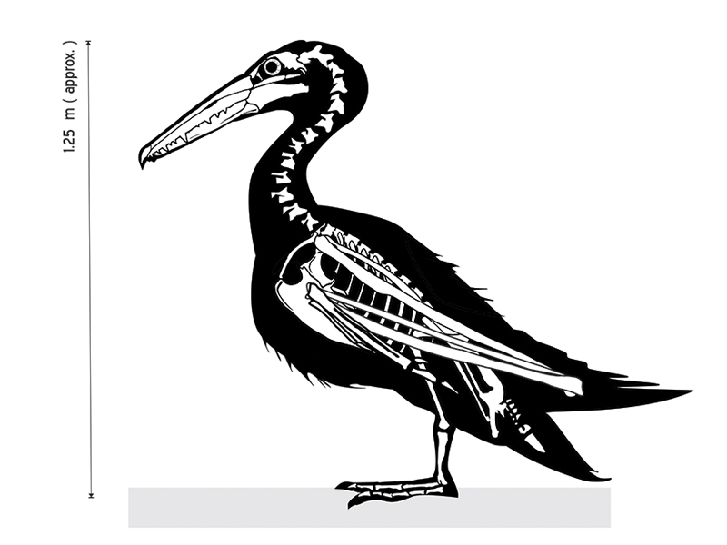 ©Carlos Anzures. Pelagornis chilensis. Reconstrucción en vista lateral.