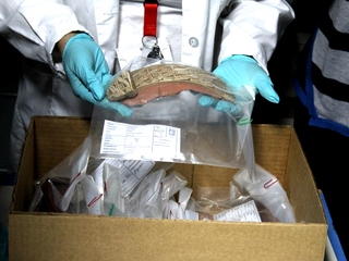 Desafíos de las Colecciones Arqueológicas en un Mundo Globalizado