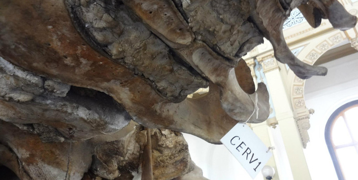 Identificación de huesos 2