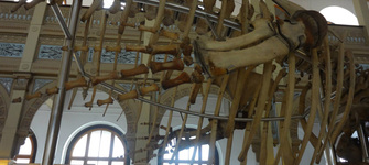 Operación Ballena 37