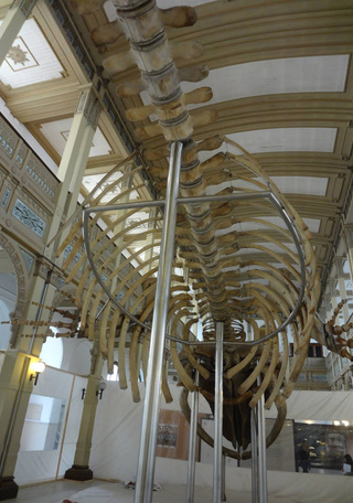 Operación Ballena 38