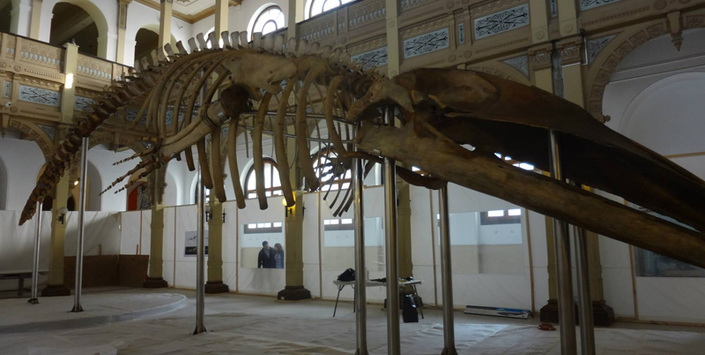 Operación Ballena 40