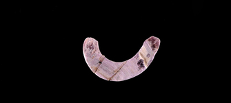 Anzuelo tallado en concha