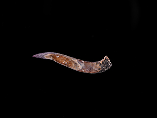 Anzuelo tallado en concha