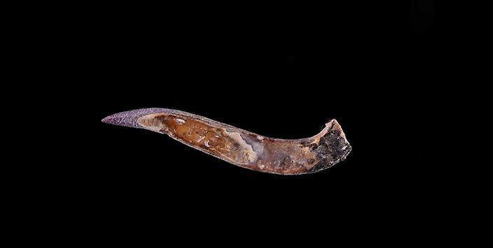 Anzuelo tallado en concha