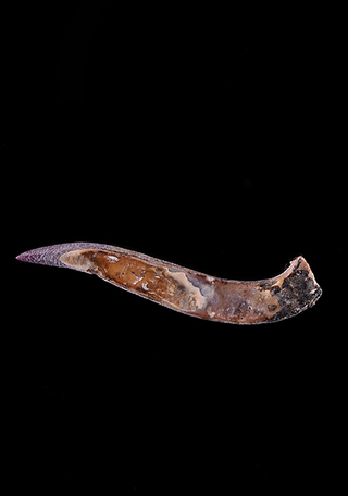 Anzuelo tallado en concha