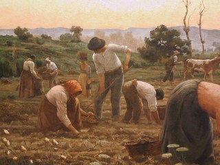 La Cosecha de Papas, Pedro Jofré Pino