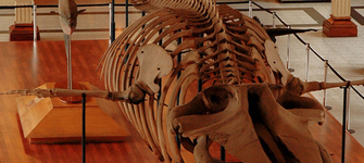 Ballena del MNHN 5