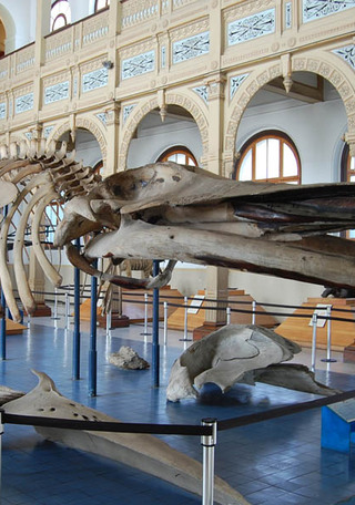 Ballena del Museo Nacional de Historia Natural