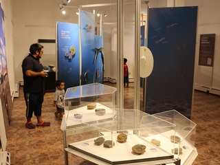 Muestra temporal "Fósiles. Un mar petrificado en el desierto"