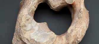 Atlas gomphoteriidae- mastodonte