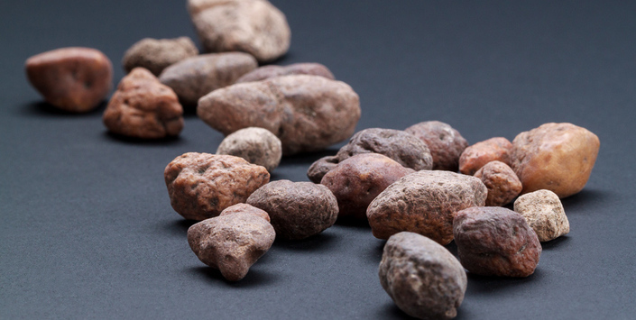 Osteodermos de milodontedae indeterminado