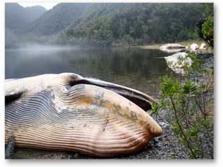 ¿Por qué ocurren los varazones?