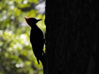 Resumen historia de bosques nativos