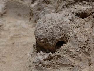 Imagen del primer nido fósil descubierto en Chile