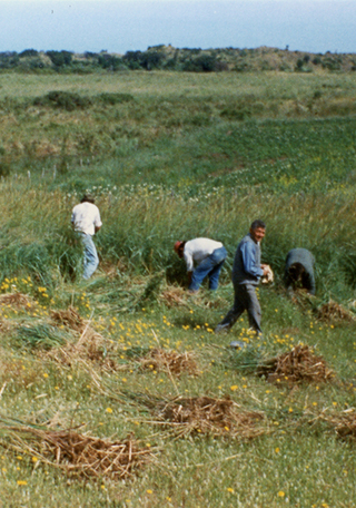 Recolección de paja