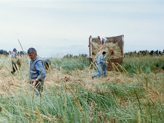 Recolección de paja