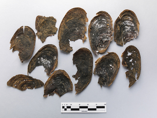 Periostracos de choro zapato (Choromytilus chorus)